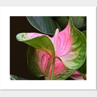 Flamingo flower Posters and Art